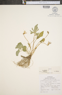 Viola palmata image