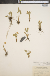 Viola pedatifida subsp. brittoniana image
