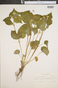 Viola canadensis var. rugulosa image