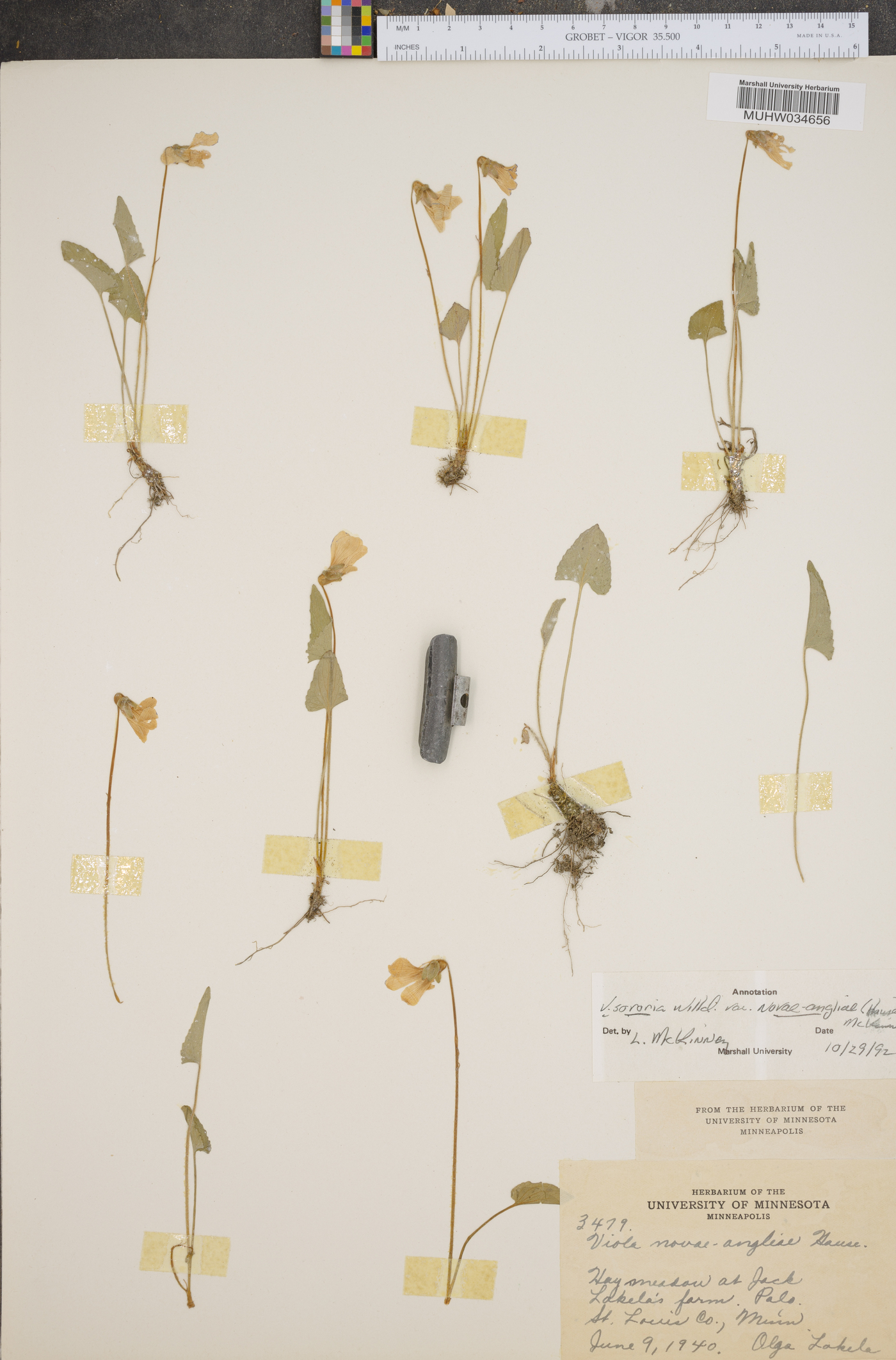Viola sororia var. novae-angliae image