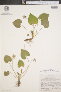 Viola sororia var. sororia image