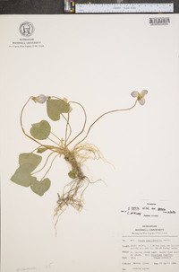 Viola sororia var. sororia image