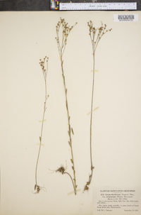 Linum floridanum var. intercursum image