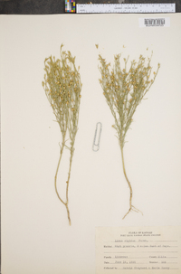 Linum rigidum image