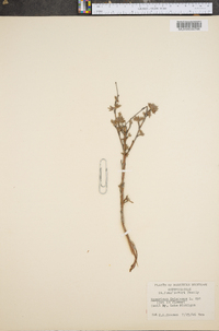 Hypericum kalmianum image