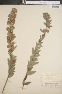 Lespedeza capitata var. vulgaris image