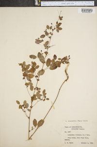 Lespedeza intermedia image