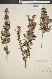 Lespedeza intermedia image