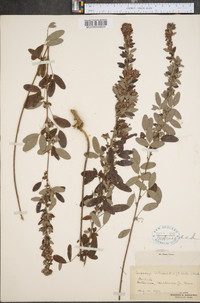 Lespedeza intermedia image