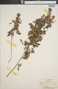 Lespedeza intermedia image