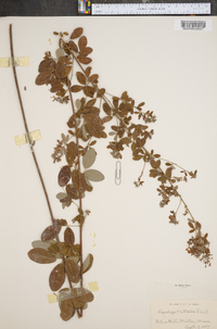 Lespedeza × nuttallii image