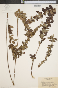 Lespedeza × nuttallii image