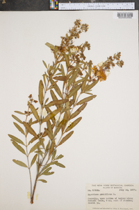 Hypericum prolificum image