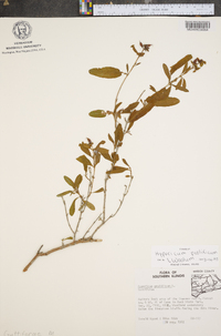 Hypericum prolificum image