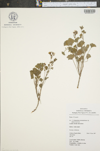 Pelargonium odoratissimum image