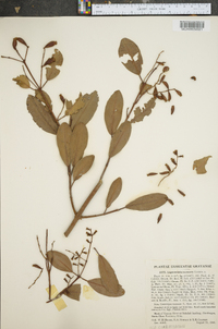 Laguncularia racemosa image