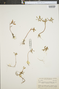 Rotala ramosior image