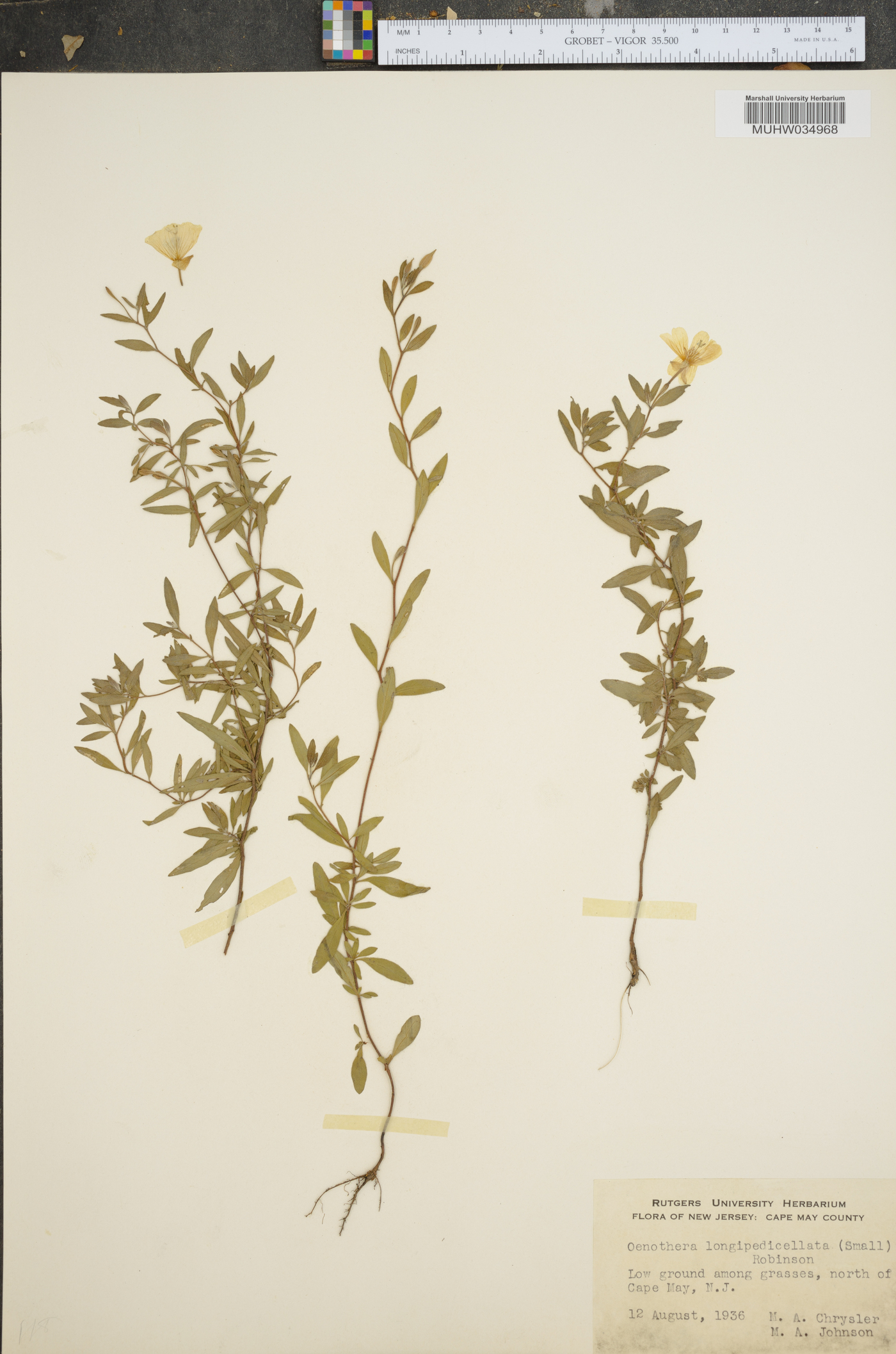 Oenothera longipedicellata image