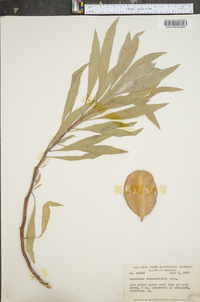 Oenothera macrocarpa image