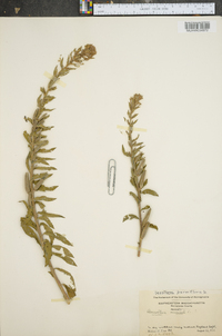 Oenothera parviflora image