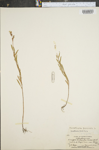 Oenothera perennis image