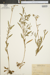 Oenothera perennis image