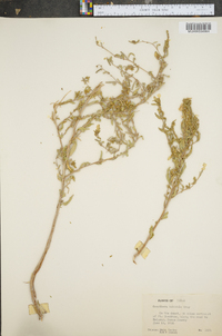 Calylophus tubicula image