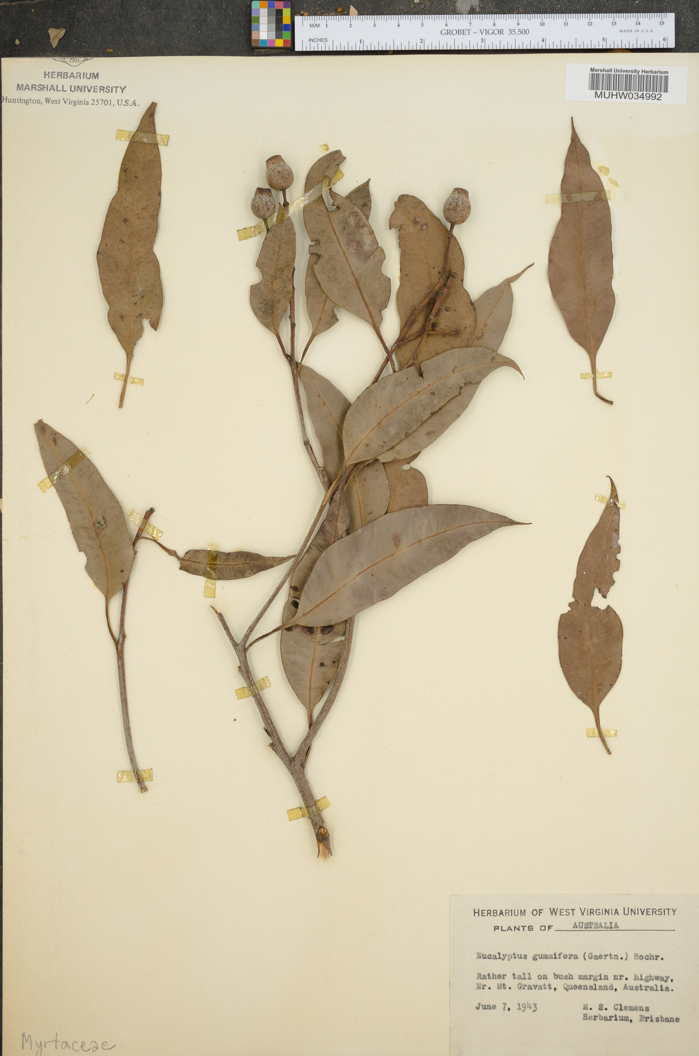 Eucalyptus gummifera image