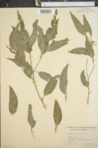 Eucalyptus microcorys image