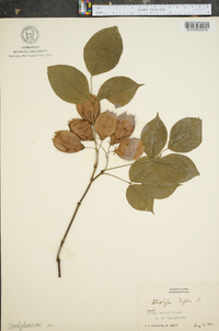 Staphylea trifolia image