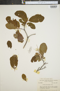 Cotinus obovatus image