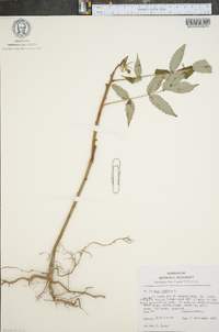 Rhus typhina image