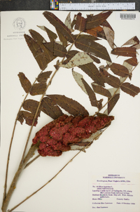 Rhus typhina image