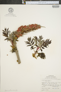 Rhus typhina image