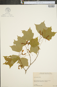 Acer leucoderme image