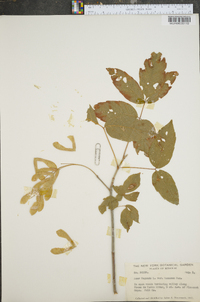 Acer negundo var. texanum image
