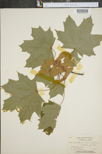 Acer nigrum image