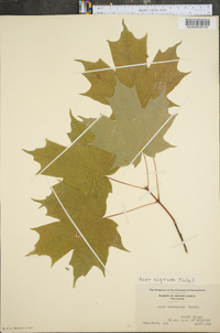 Acer nigrum image