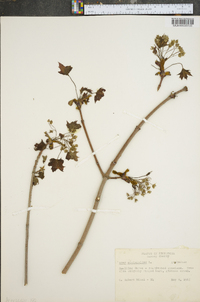 Acer platanoides image