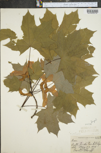 Acer platanoides image