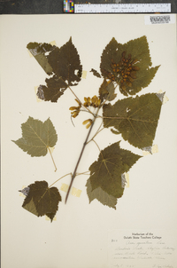 Acer spicatum image