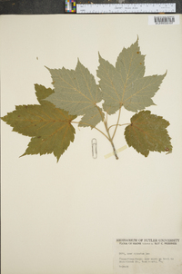 Acer spicatum image