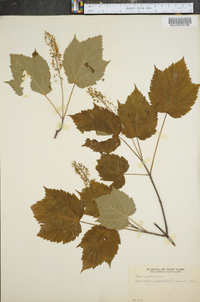 Acer spicatum image