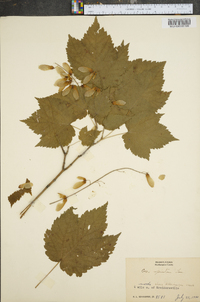 Acer spicatum image