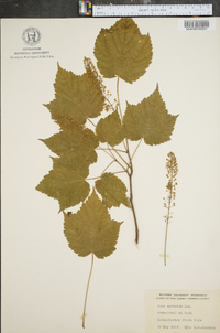 Acer spicatum image