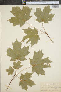 Acer spicatum image