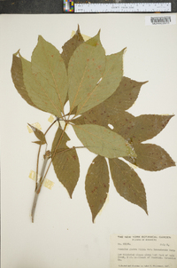 Aesculus glabra image