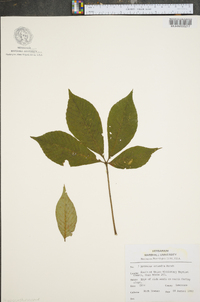 Aesculus flava image