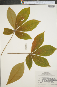 Aesculus flava image