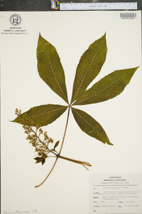 Aesculus flava image